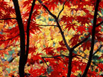 Japanese Maple tree picture