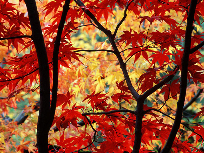 japanese maple tree types. For each tree picture just