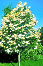 Japanese White Lilac Tree, Pretty Image of flowering Japanese White Lilac Tree