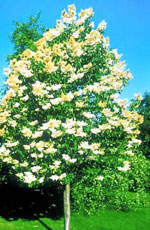 lilac tree picture