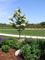 lilac tree picture