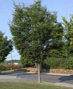 Zelkova tree picture