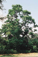 coffee tree picture