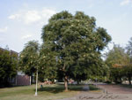 coffee tree picture