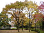 Zelkova tree picture
