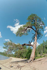 pine tree picture