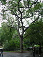 ebony tree picture