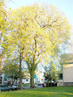 elm tree picture