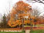 maple tree picture