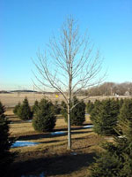 ash tree picture