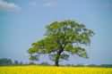 tree wallpaper