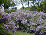 Flowering Lilac Bushes