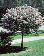 lilac tree