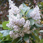 lilac tree