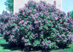 lilac tree picture
