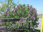 lilac tree