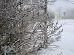 Lilac Branches in Winter Picture