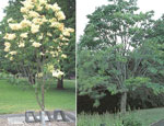 lilac tree