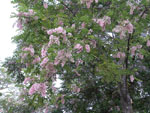 lilac tree