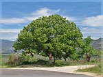 linden tree picture