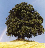 linden tree picture