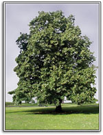 linden tree picture