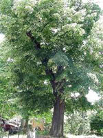 linden tree picture