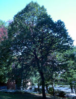 linden tree picture