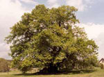 linden tree picture