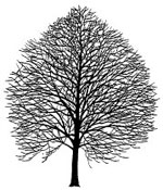 linden tree picture