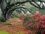 oak tree picture