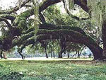 oak tree picture