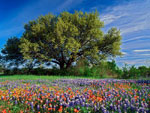 oak tree picture