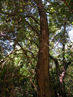 honeylocust tree picture
