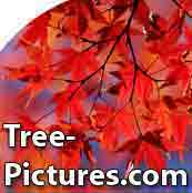 aspen tree picture