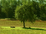 pear tree picture