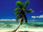 palm tree picture