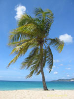 palm tree picture