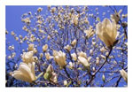 magnolia tree picture