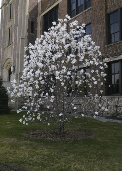 magnolia tree blossom. southern magnolia tree flower.