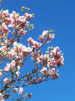 magnolia tree picture