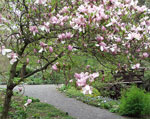 magnolia tree picture