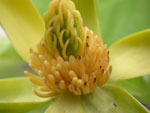 magnolia tree picture