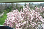 magnolia tree picture