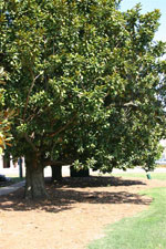 magnolia tree picture