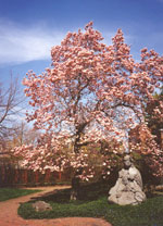 magnolia tree picture
