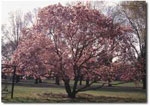 magnolia tree picture
