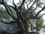 magnolia tree picture