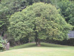 ash tree picture