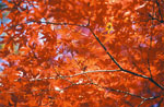 maple tree picture
